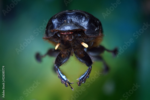 insecto escarabajo