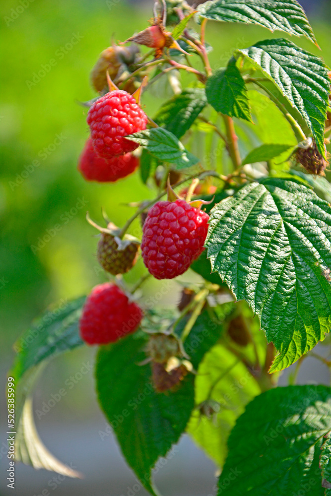 czerwone maliny na krzaku w ogrodzie (Rubus idaeus) czerwone maliny na krzaku w ogrodzie (Rubus idaeus)