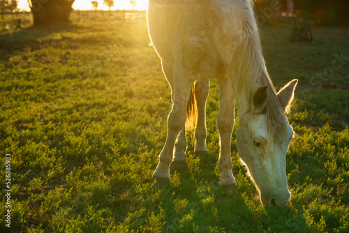 Bilde på lerret Light-colored horse calmly grazing outdoors with the evening sun behind him