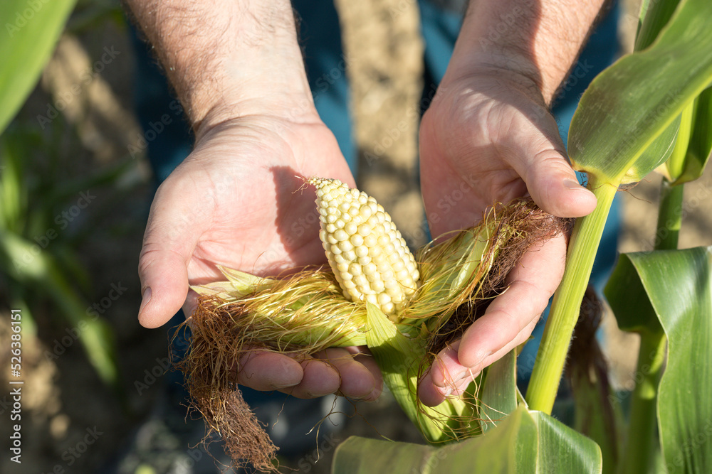 Farmer holds an unripe ear of corn in his hands in his field. Heatwaves