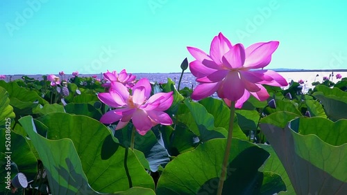 Lotus plantations are swaying in the wind on a sunny summer day.