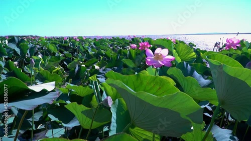 Lotus plantations are swaying in the wind on a sunny summer day.