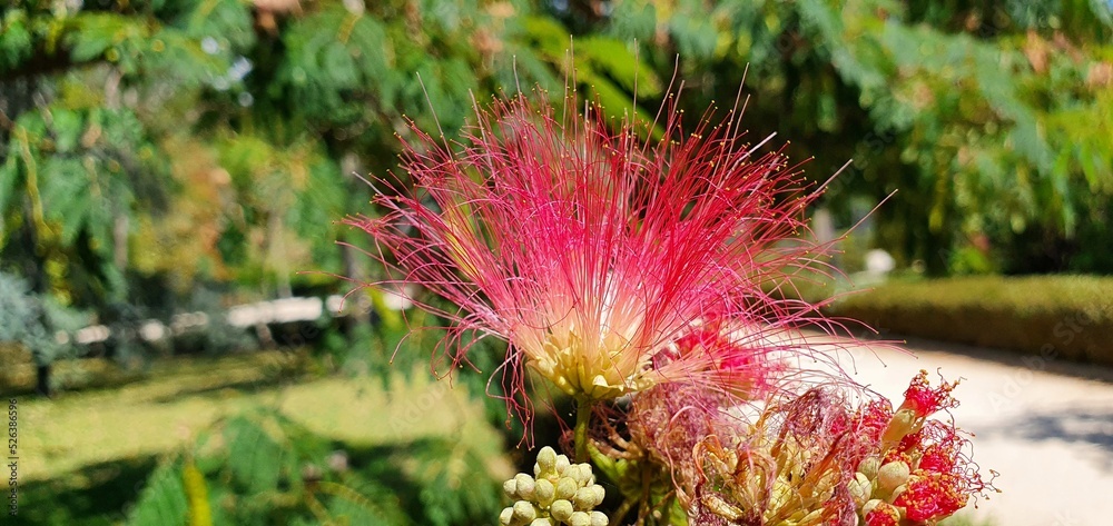 Flowering tree Albizia julibrissin. Beautiful pink flowers in Spain. Fluffy pink flower close up. Floral background. Flowering tree Albizia julibrissin. Beautiful pink flowers in Spain. Fluffy pink flower close up. Floral background.