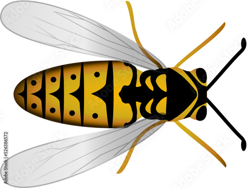 wasp vector