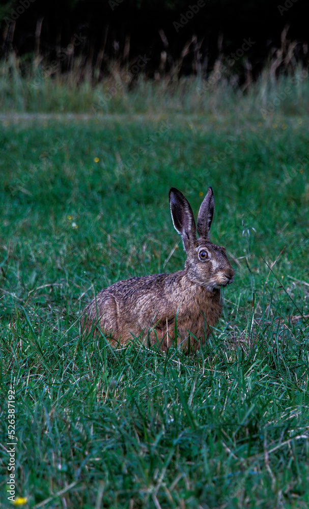 Obraz premium tabbit in the forrest forstenrieder park