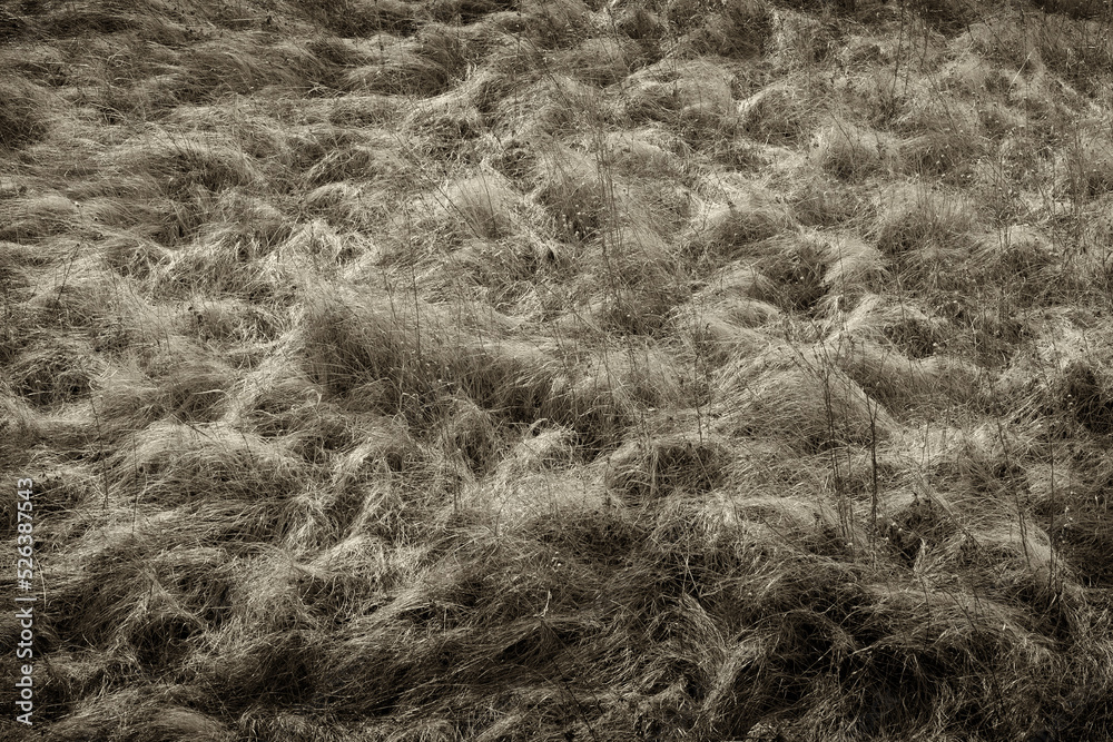 Spring, dry grass carpet in the steppe, Ukraine. There are no people. Spring, dry grass carpet in the steppe, Ukraine. There are no people.