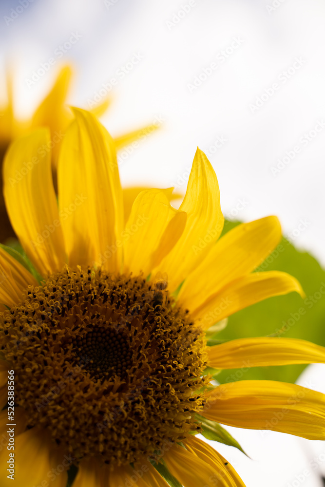 Obraz premium sunflower