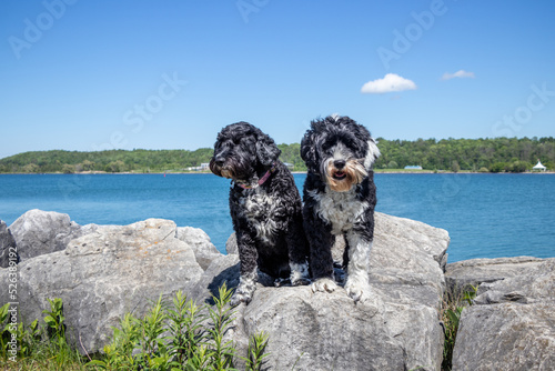 Portuguese Water Dogs standing on rocks at Georgian Bay on a sunny summer day photo