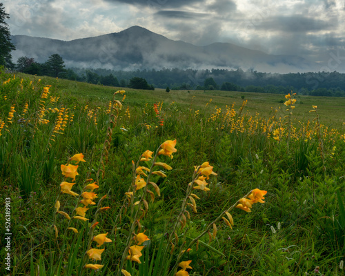 Peach gladiolus in a meadow in Cades Cove, Great Smoky Mountains national Park on a foggy day with wonderful clouds playing off the mountains in the distance