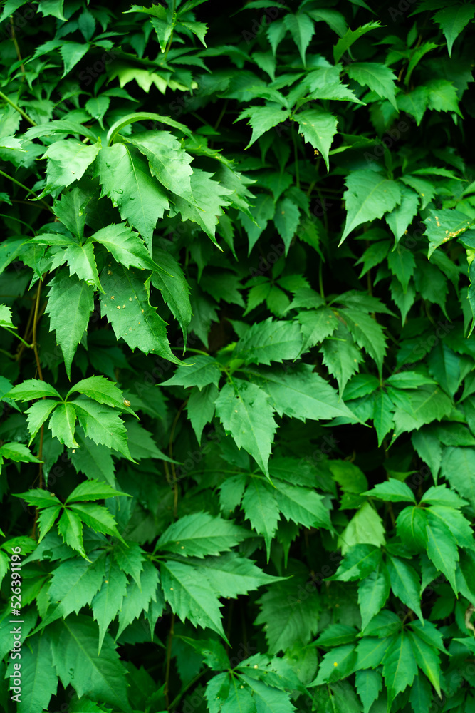 green leaves background green leaves background