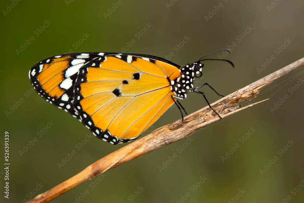 Obraz premium Macro shots, Beautiful nature scene. Closeup beautiful butterfly sitting on the flower in a summer garden.