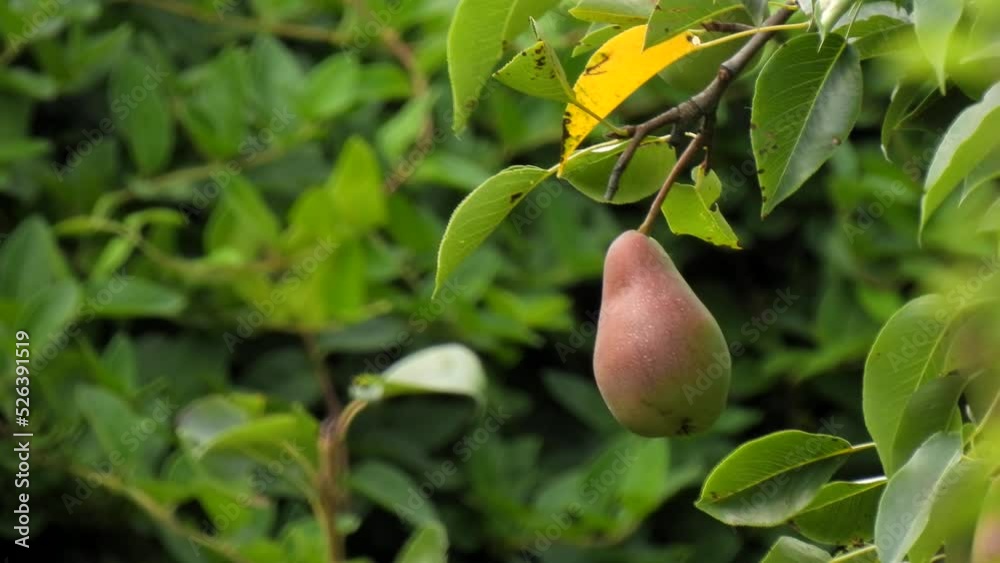 Green ripe pear fruit on the tree. Ripe pear fruit in the garden, close-up. Selective focus. Harvest grow on a branch. Gardening, healthy plants. The wind shakes the leaves. Growing organic fruits. Green ripe pear fruit on the tree. Ripe pear fruit in the garden, close-up. Selective focus. Harvest grow on a branch. Gardening, healthy plants. The wind shakes the leaves. Growing organic fruits.