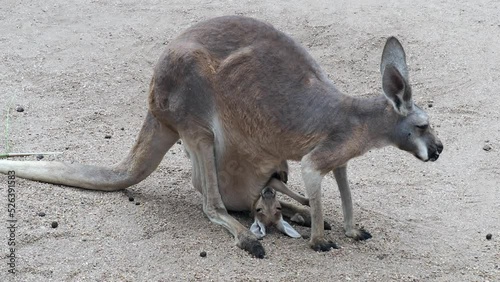 Mother Kangaroo with Baby in Pouch - Wichita KS photo