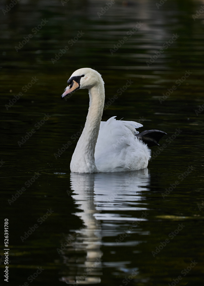 cisne blanco cisne blanco