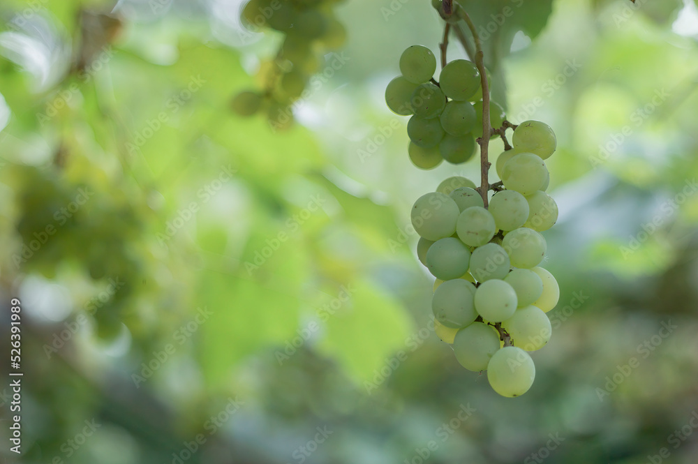 Close up of a branch of ripe green grapes. Ripe grapes growing on the vine, close up. Grapes at dawn Growing organic fruits. Vine-making background. Wine grapes harvest. 