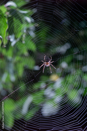 The spider hunts on the web. Horror background. Spider web trap concept. Insect macro.