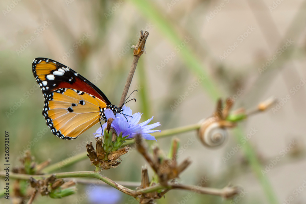 Obraz premium Macro shots, Beautiful nature scene. Closeup beautiful butterfly sitting on the flower in a summer garden.