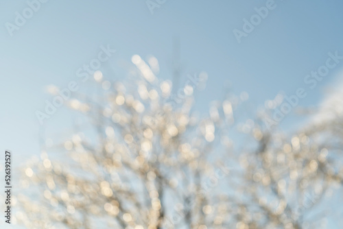 Blurry background of trees against the sky with beautiful bokeh © vvicca