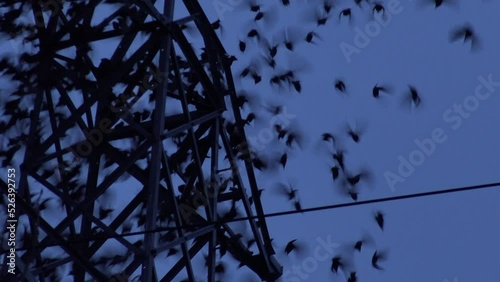Flock of birds roosting on wires and pylon and fly off quickly as if noise has shocked them UK 4K