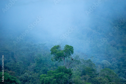 Fototapeta Naklejka Na Ścianę i Meble -  fog in the forest