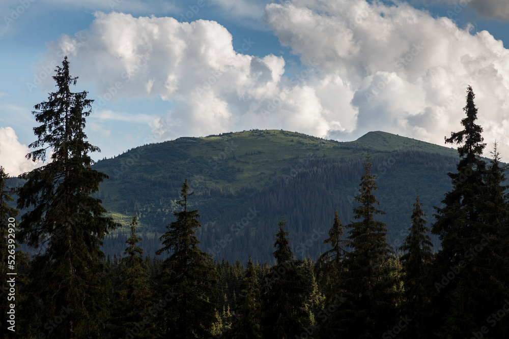 Spruce forests in the Carpathian mountains, Svydovets massif