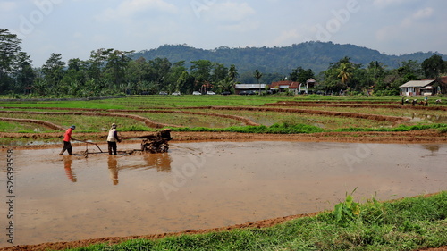Plough and in background is ripe rice paddy cow plowing field © onyengradar