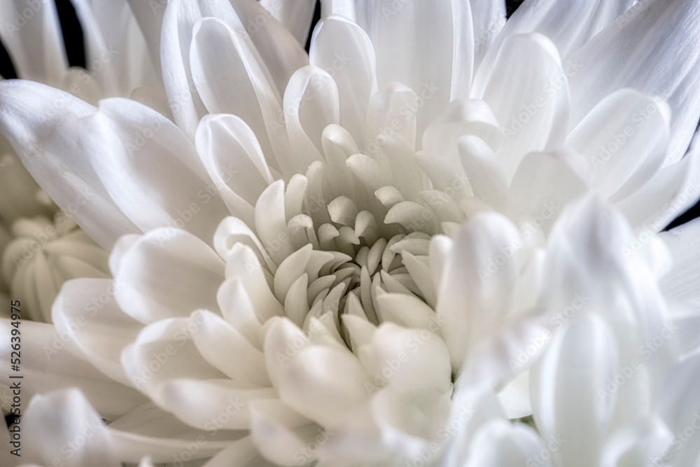 Artistic and Dreamy Flower Close-up