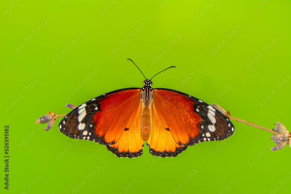 Obraz premium Macro shots, Beautiful nature scene. Closeup beautiful butterfly sitting on the flower in a summer garden.