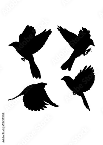 Flying southern grey shrike bird silhouettes. Good use for symbol, logo, icon, mascot, sign, or any design you want.