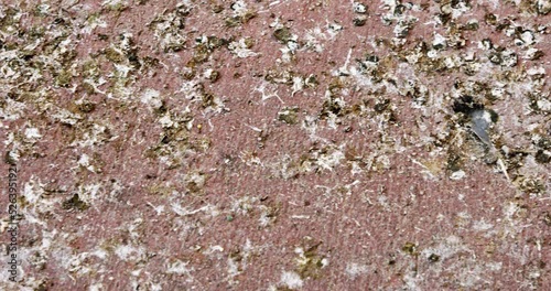 Abstract - close up of bird bird feces on concrete floor