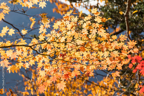 Colorful leaves at the Lake Chuzenji (Nikko, Japan) on a sunny day in late October. photo