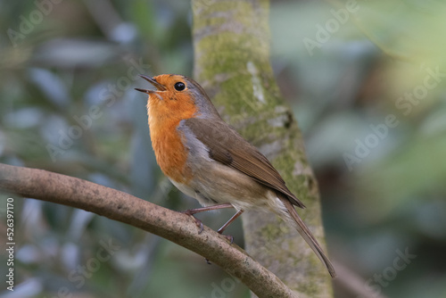 robin on a branch © Thierry