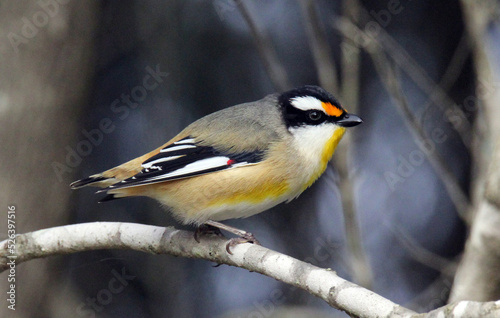 Striated pardalote bird sitting on a tree branch photo