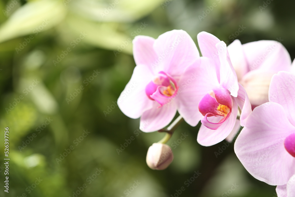 Branch of beautiful pink Phalaenopsis orchid on blurred background, closeup Branch of beautiful pink Phalaenopsis orchid on blurred background, closeup