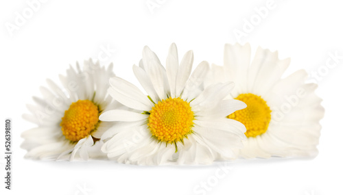 Three beautiful daisy flowers on white background