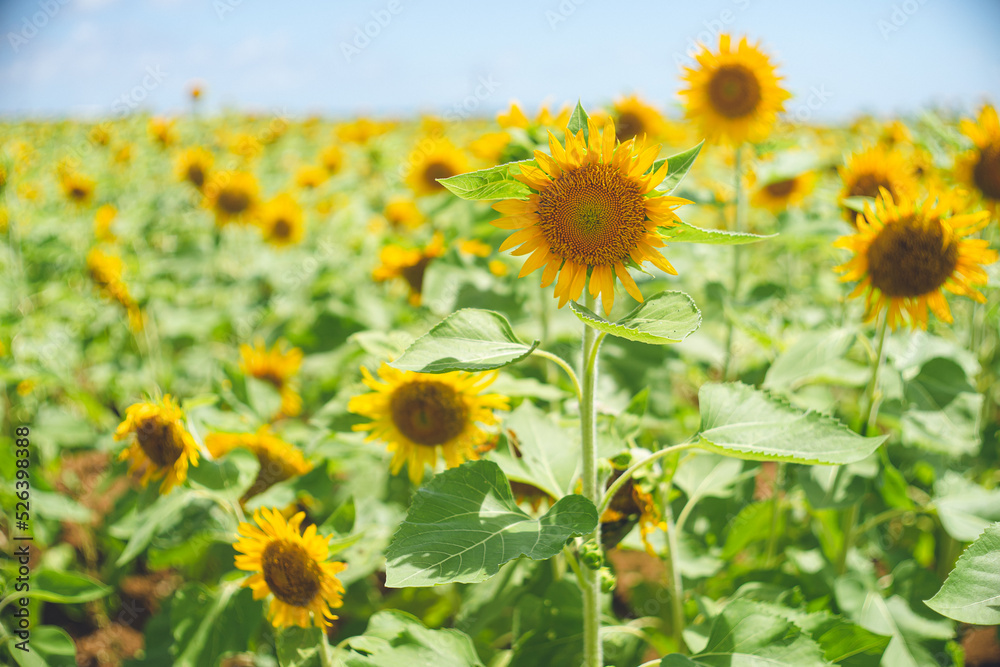Fototapeta premium 一面の黄色いひまわりのお花畑の写真 日本 沖縄県の離島宮古島