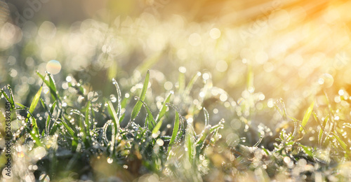 Closeup view of green grass with dew on sunny day, bokeh effect. Banner design