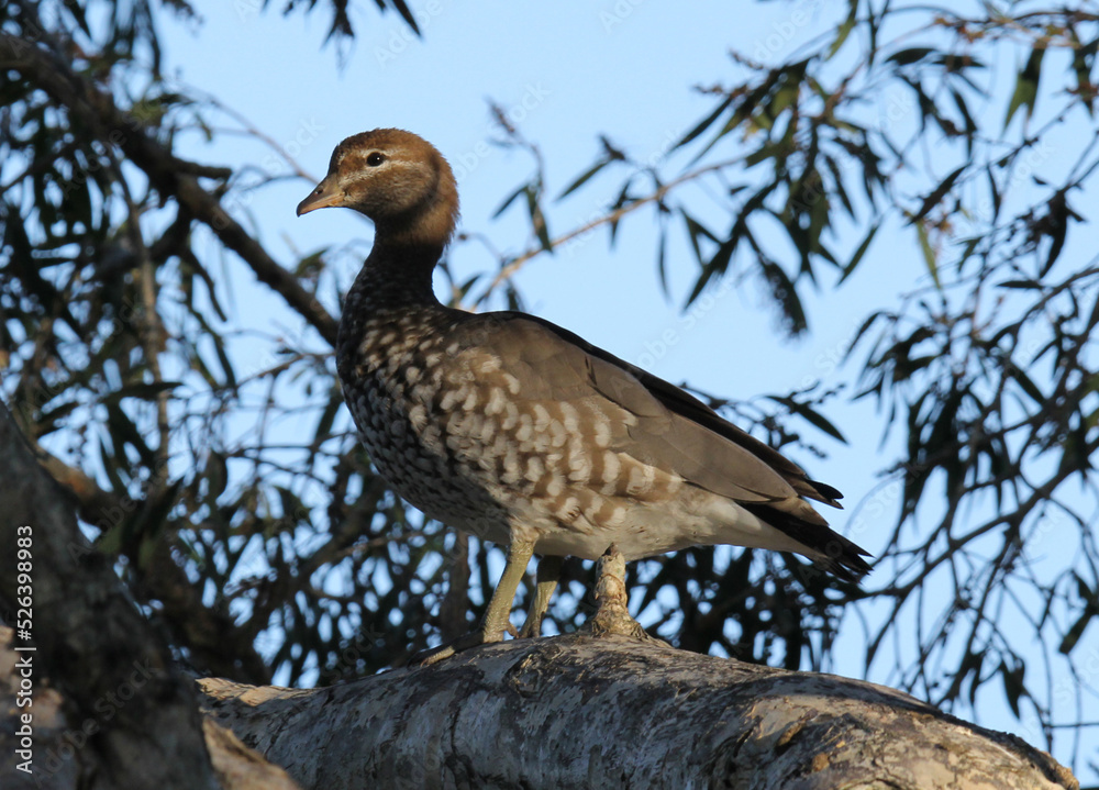 Fototapeta premium Female Australian wood duck bird sitting on a tree branch