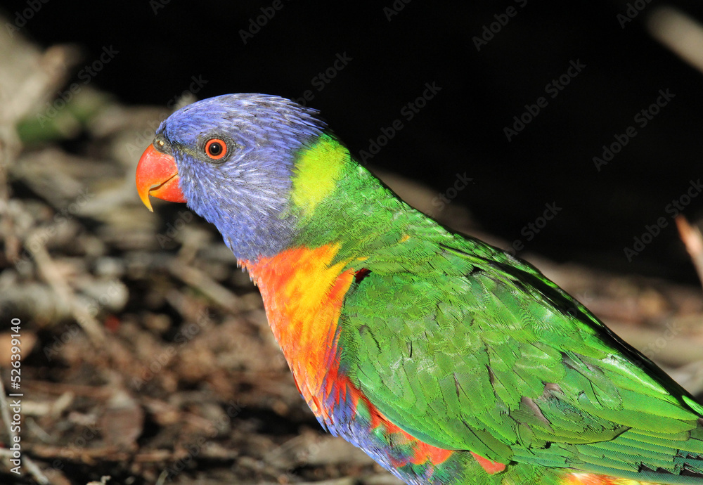 Rainbow lorikeet parrot bird sitting on the ground in a garden in Australia