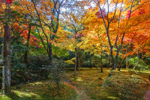 京都の紅葉 © ZENPAKU