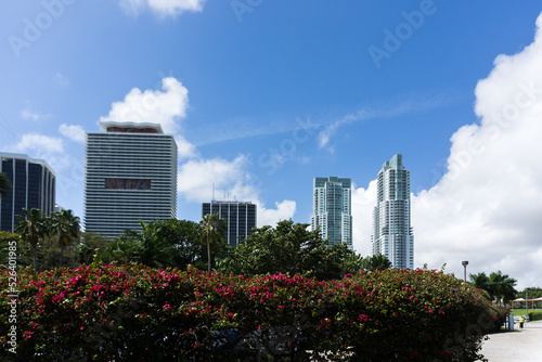 Cityscape with blue sky and flowers at Miami, State of Florida, USA. © MANTOVAN