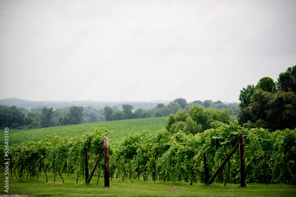 Grape Vines on Missouri Rolling Hills