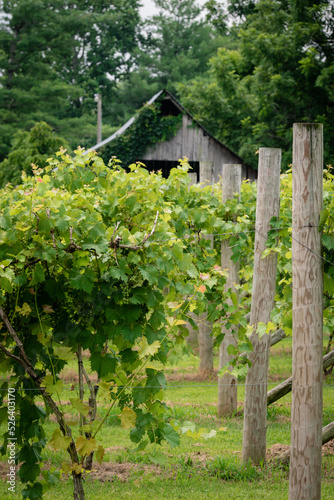 Green Grape Vines with old barn