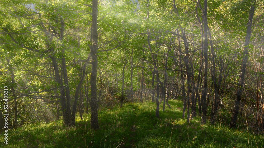 Obraz premium en foret 