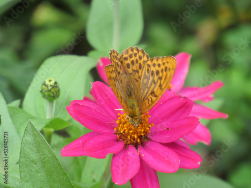 ピンクの花の蜜を吸う蝶 photo