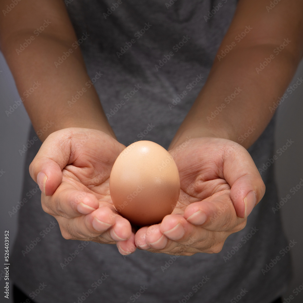 Human hands hold a chicken egg Human hands hold a chicken egg