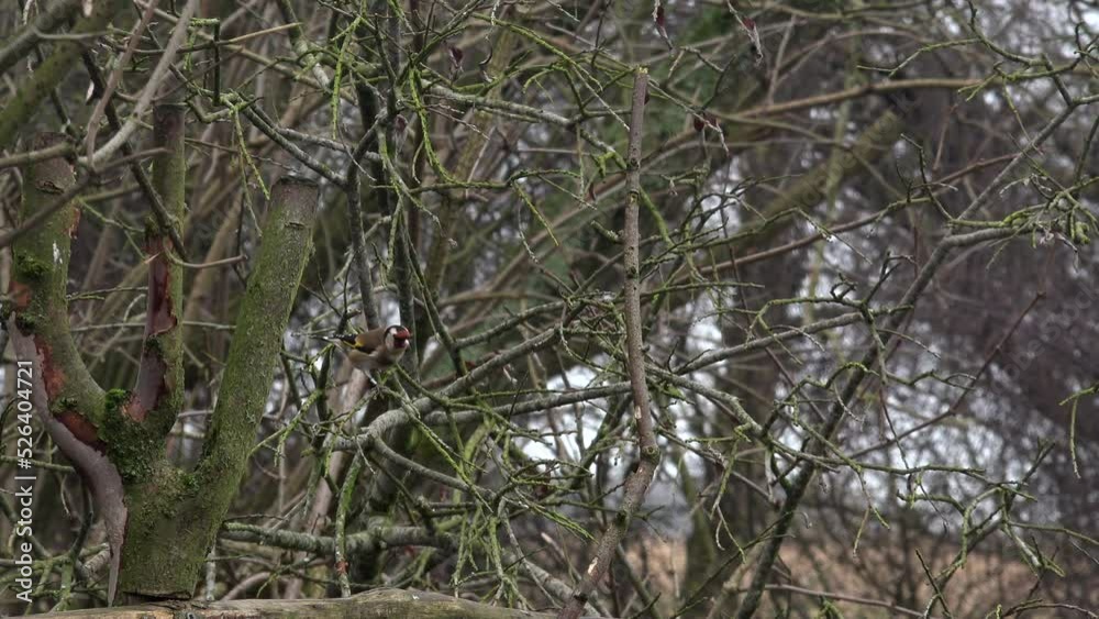Flooding as a river breaks its banks and water rushes past trees in dramatic force in Yorkshire England UK 4K Flooding as a river breaks its banks and water rushes past trees in dramatic force in Yorkshire England UK 4K