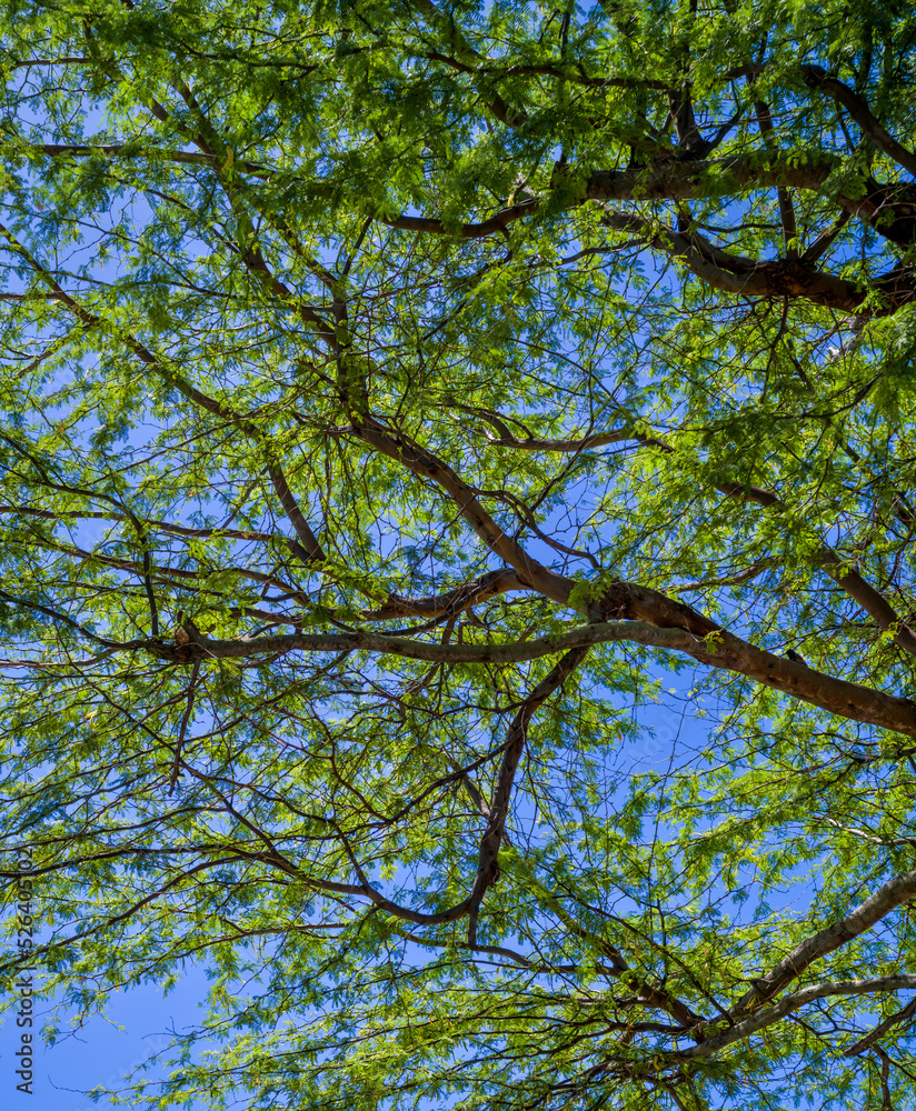 Fototapeta premium Green Leaves and Brown Branches Under Blue Sky.