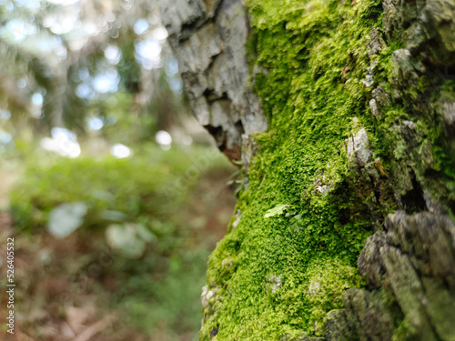 green moss growing on old wood