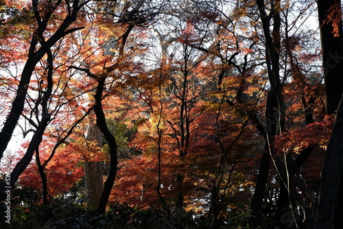 野趣を感じる山林の【紅葉】 © Shuttarou